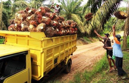 Riau plantation office releases new palm oil FFB prices, check the increase here (photo/ist)